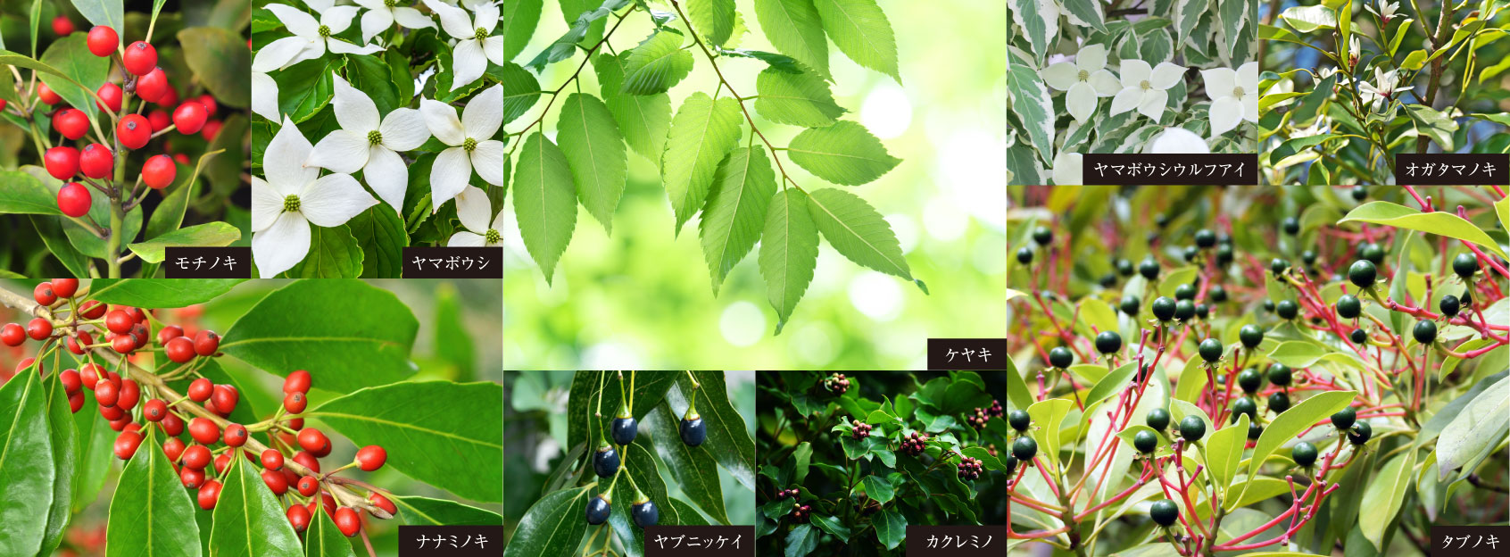 植栽image photo