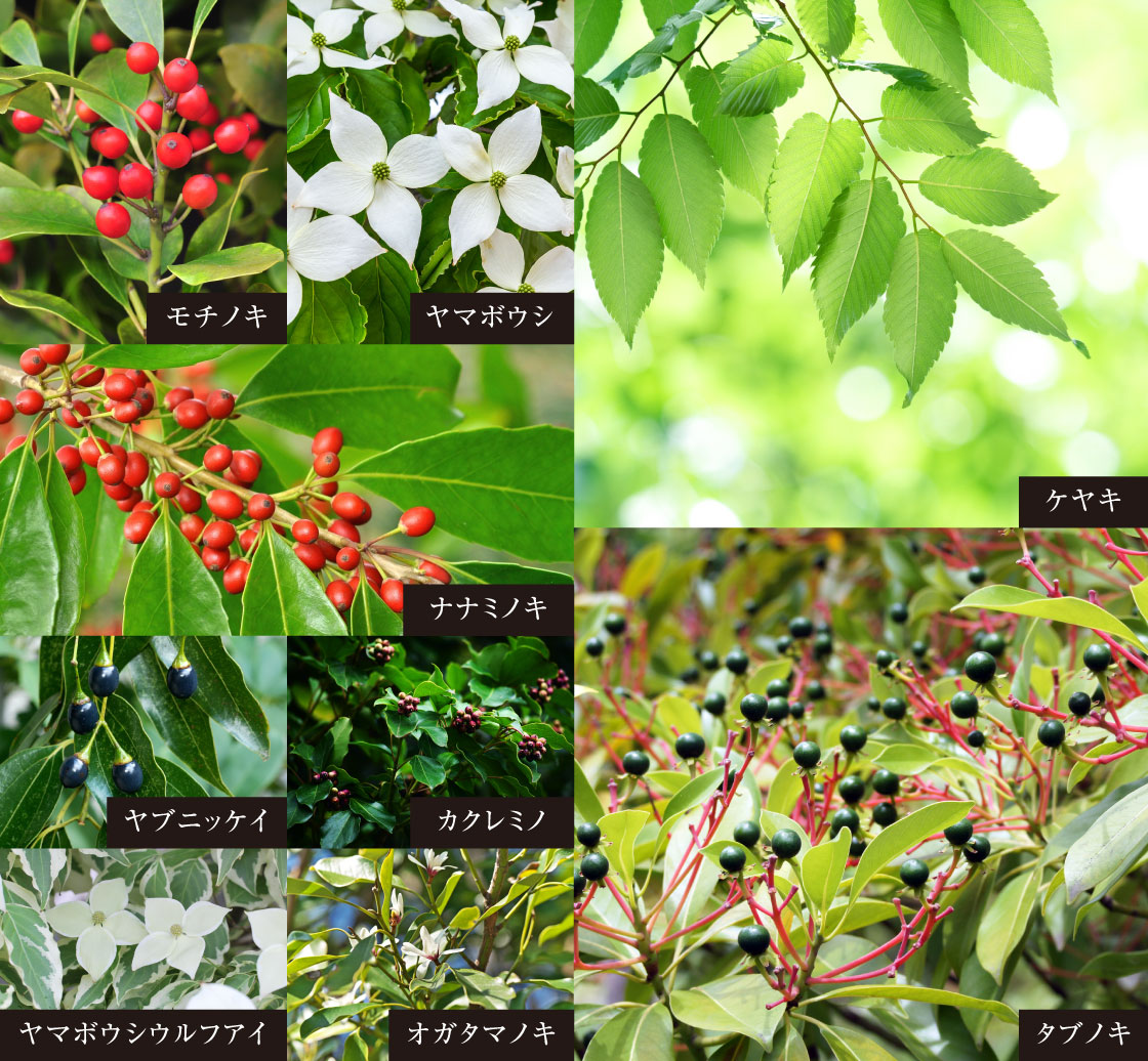 植栽image photo