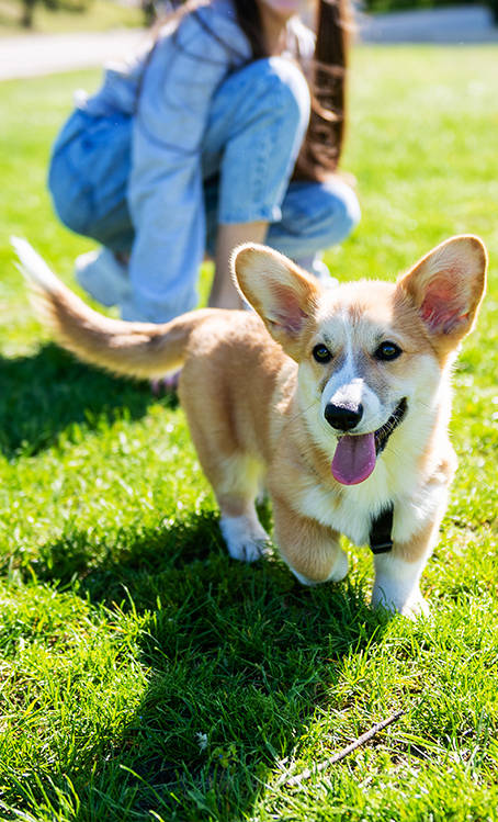 PET