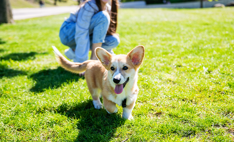 PET