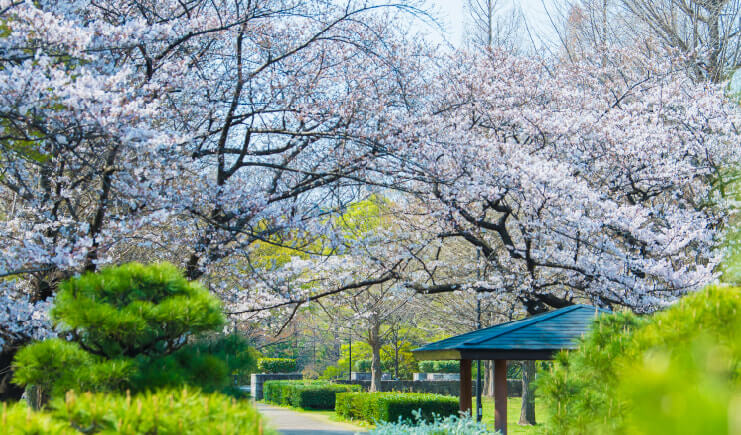SPRING