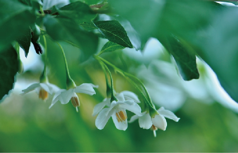 image photo