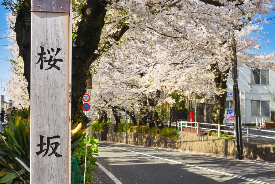 桜坂（約1,1km）