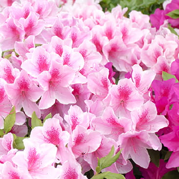 image photo