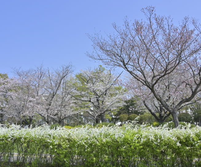 元渕江公園