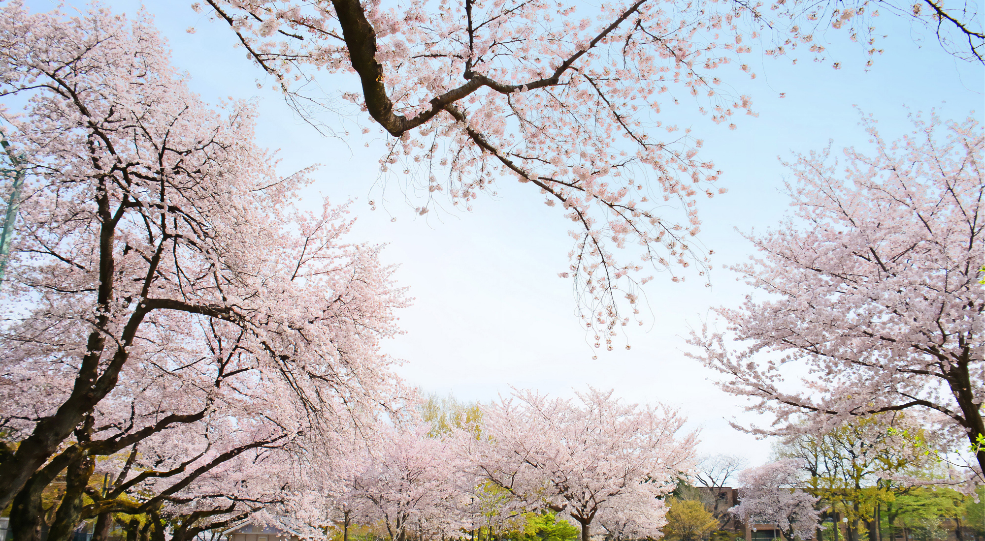 柏の宮公園／約540～570m・徒歩7分（1～2号棟） 徒歩8分（3号棟）