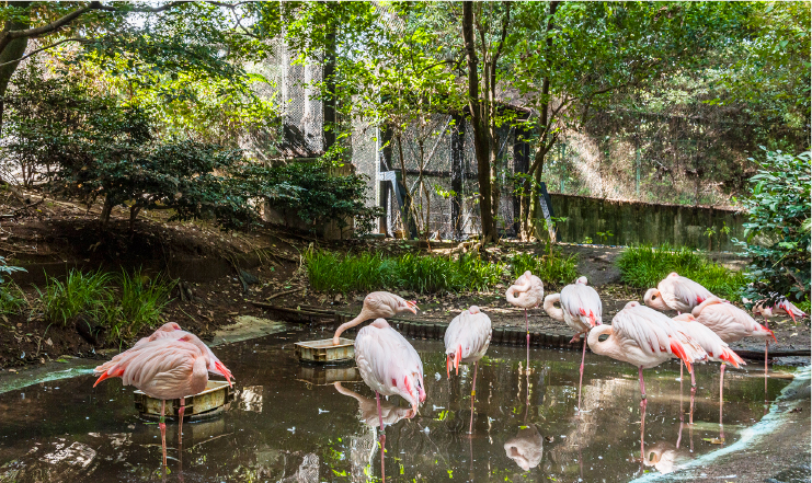 大宮公園小動物園