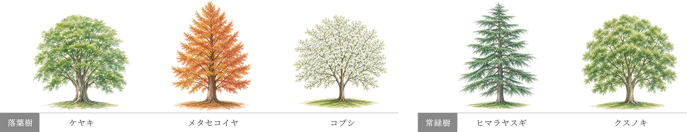 樹木イメージイラスト